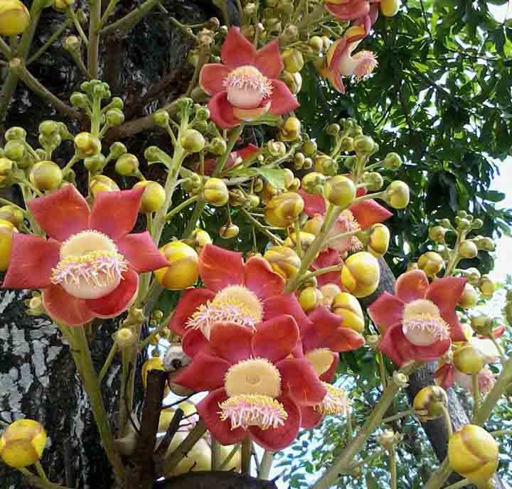 Sala - Loài cây của sự thanh tịnh